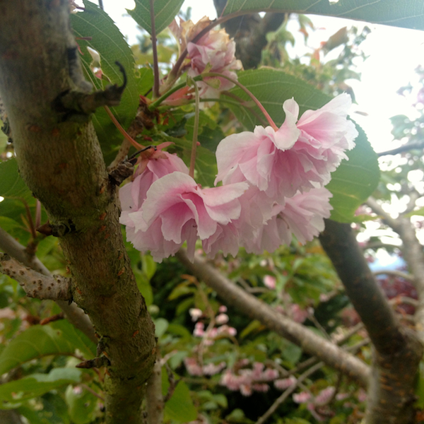 Ornamental Cherry Blossoms