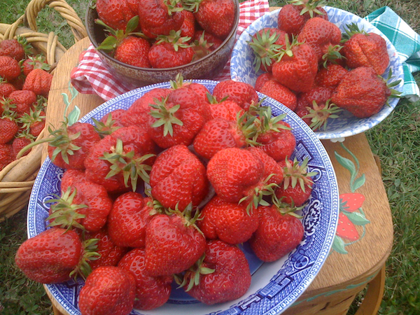 Shuksan Strawberries